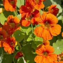 Настурция большая Оранжевый блик - ООО «Семена Тут»