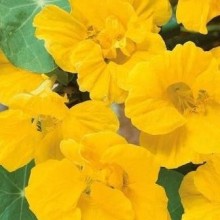 Настурция большая Золотой блик - ООО «Семена Тут»