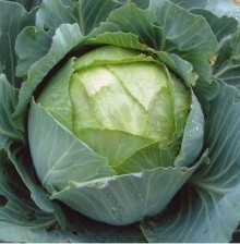 Капуста белокочанная Гарант F1 (обработ. тирамом) - ООО «Семена Тут»