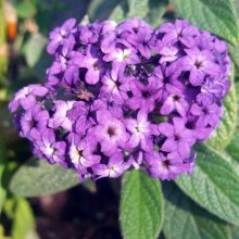 Гелиотроп перуанский Марина [1 гр] - ООО «Семена Тут»