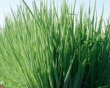 img-1: Лук на зелень Гульден - ООО «Семена Тут»