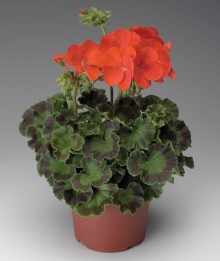 img-1: Пеларгония зональная Пинто Премиум Дип Ред [1000 шт] - ООО «Семена Тут»