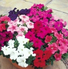 Петуния грандифлора Игл микс [1000 драже] - ООО «Семена Тут»