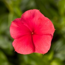 Катарантус Блокбастер Пунш [100 шт] - ООО «Семена Тут»