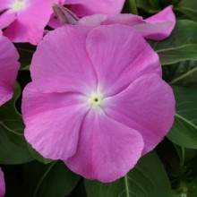 Катарантус Кобра Орхид Ай [100 шт] - ООО «Семена Тут»