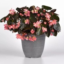 Бегония гибридная Драгон Винг Пинк Бронз Лиф [100 драже] - ООО «Семена Тут»