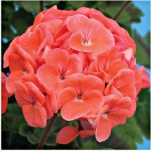 Пеларгония зональная Йитка [100 шт] - ООО «Семена Тут»