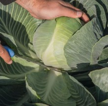 Капуста белокочанная Калуга F1 - ООО «Семена Тут»