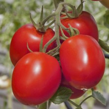Томат Камертон F1 - ООО «Семена Тут»