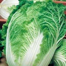 Капуста пекинская Нежность F1 - ООО «Семена Тут»