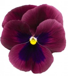 Виола крупноцветковая Премьер Кармин роуз виз блоч [1000 шт] - ООО «Семена Тут»