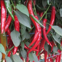 Перец острый Хайфи F1 - ООО «Семена Тут»