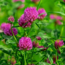 Клевер Дымковский - ООО «Семена Тут»