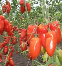 img-1: Томат Корнабель F1 - ООО «Семена Тут»
