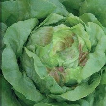 Салат Король Майя - ООО «Семена Тут»