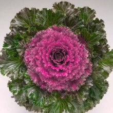 Капуста декоративная Кристал Пинк [100 шт] - ООО «Семена Тут»