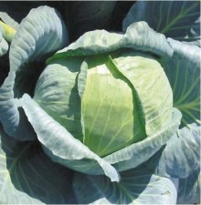 Капуста белокочанная Ларсия F1 - ООО «Семена Тут»