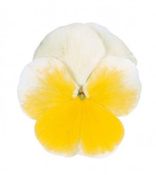 Виола рогатая Грандиссимо Лемон Сплэш [100 шт] - ООО «Семена Тут»