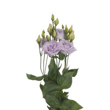 Эустома Алисса 2 Лаванда [100 драже] - ООО «Семена Тут»