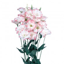 Эустома Эхо 1 Пинк Пикоти [1000 драже] - ООО «Семена Тут»