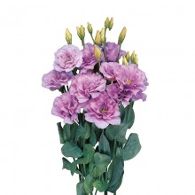 Эустома Мариачи 2 Лаванда [100 драже] - ООО «Семена Тут»