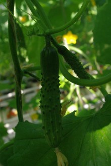 img-1: Огурец Магнит F1 - ООО «Семена Тут»