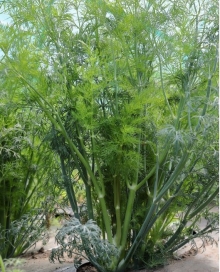 Укроп Марафон - ООО «Семена Тут»