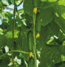 Огурец Марсель F1 - ООО «Семена Тут»