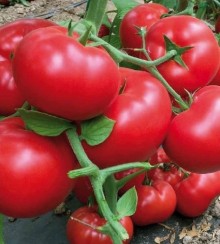 Томат Матиссимо F1 - ООО «Семена Тут»