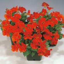 Мимулюс Мистик Оранж [100 драже] - ООО «Семена Тут»