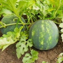 Арбуз Минерва (Е-42) F1 - ООО «Семена Тут»