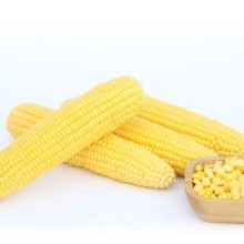 Кукуруза Мирза F1 - ООО «Семена Тут»