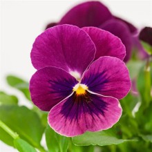 Виола рогатая Сорбет ИксПи Роуз Блоч [1000 шт] - ООО «Семена Тут»