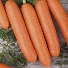 img-1: Морковь Бейби F1 (инкруст. семена) (фракция: 1,6- 1,8 мм) - ООО «Семена Тут»