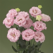 Эустома Корелли 2 Пинк [100 драже] - ООО «Семена Тут»