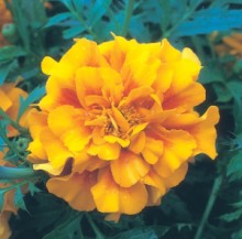 Бархатцы триплоидные Зенит Ред Голд [1000 шт] - ООО «Семена Тут»