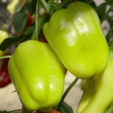 Перец Оптимус F1 - ООО «Семена Тут»