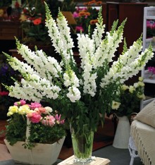 Львиный зев Опус 3/4 Вайт [1000 шт] - ООО «Семена Тут»