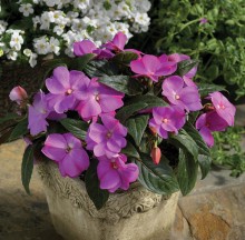 img-1: Бальзамин новогвинейский Флорифик F1 Лавандер [1000 шт] - ООО «Семена Тут»