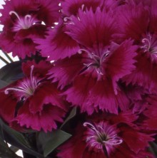 Гвоздика Чиба Парпл [500 шт] - ООО «Семена Тут»