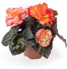 img-1: Бегония клубневая Лимитлесс Санрайз [250 драже] - ООО «Семена Тут»