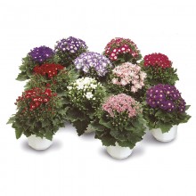 img-1: Цинерария гибридная Стар Вос Микс [1000 шт] - ООО «Семена Тут»