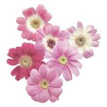 Цинерария гибридная Стар Вос Пинк Шейдс [50 шт] - ООО «Семена Тут»