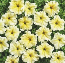 Петуния грандифлора Жёлтая [100 драже] - ООО «Семена Тут»