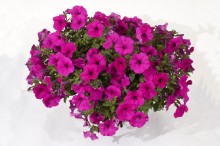 img-2: Петуния почвопокровная Гарден Бьюти [1000 драже] - ООО «Семена Тут»