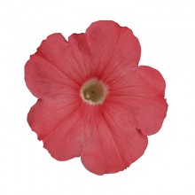 Петуния мультифлора Мерлин Салмон [1000 драже] - ООО «Семена Тут»