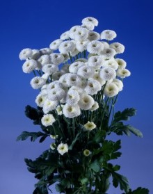 img-1: Пиретрум Вирго  [1000 драже] - ООО «Семена Тут»