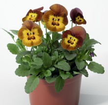 img-1: Виола рогатая Дельтини F1 Ханиби [1000 шт] - ООО «Семена Тут»