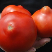 Томат Примо Ред F1 - ООО «Семена Тут»