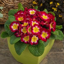 img-1: Примула Данесса Роуз Биколор [1000 шт] - ООО «Семена Тут»